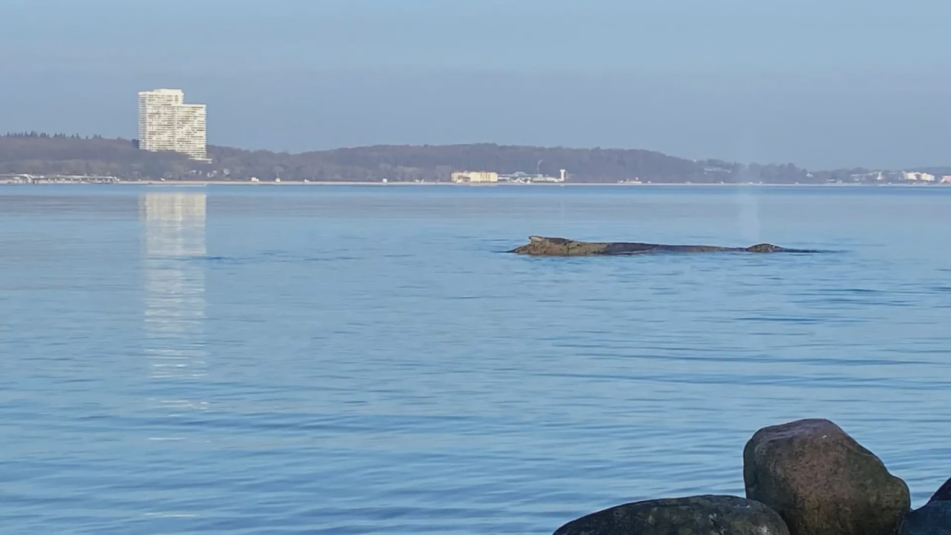 Grundstött knölval vid Östersjön