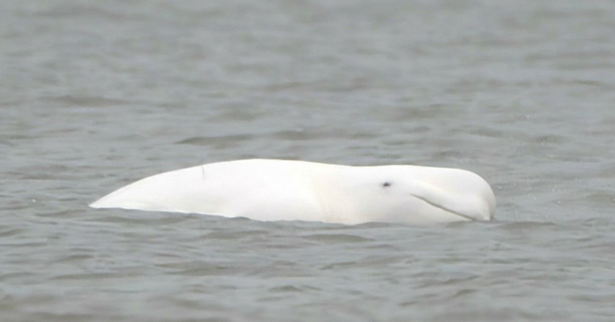 푸른 바다를 유영하는 흰색 돌고래