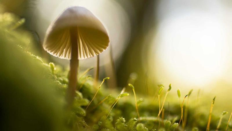 Coverfoto voor de Hogesnelheidstrein Ticket App