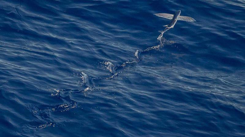 Hummel 1. FC Köln new kit