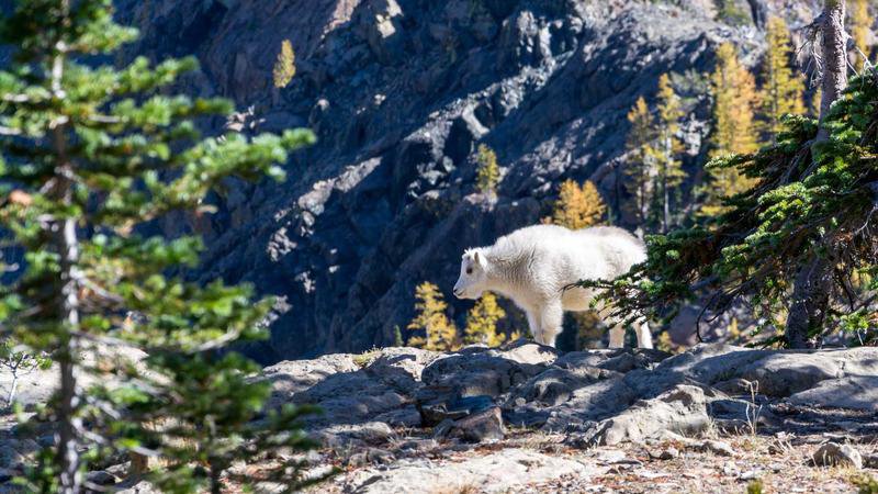 Harmonious relationship between a domestic helper and a Canadian family