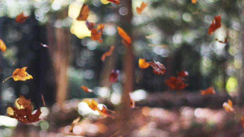 Clima en Naucalpan y Miguel Hidalgo