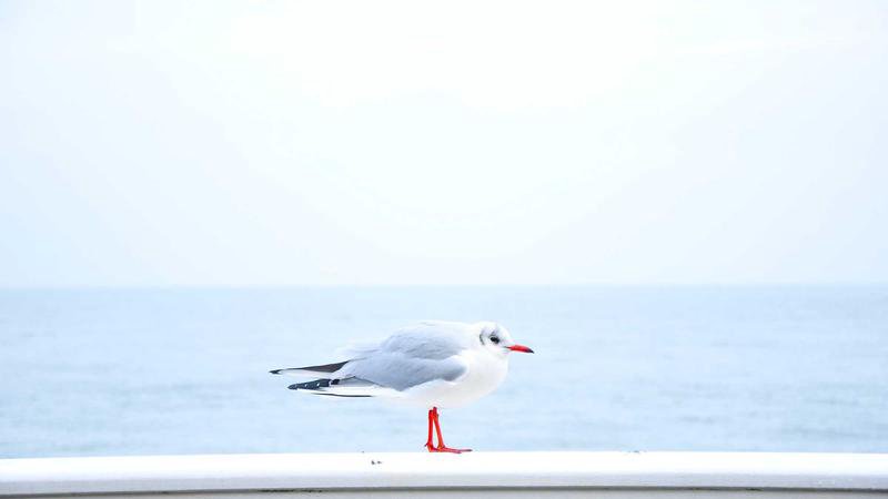 外国人家政婦と台湾の家族の良好な関係