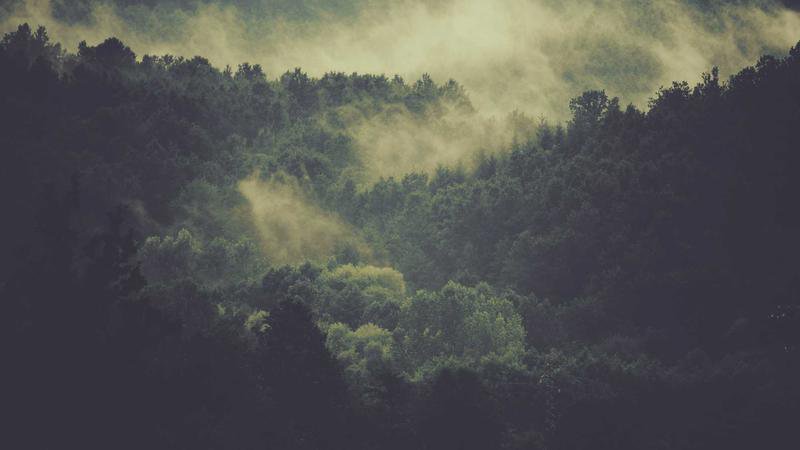 تينا فايراتر