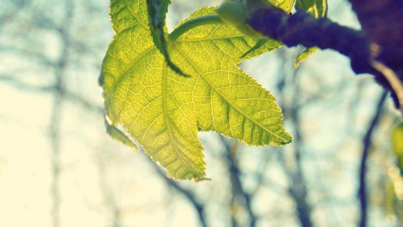 El tiempo en Emiratos Árabes Unidos