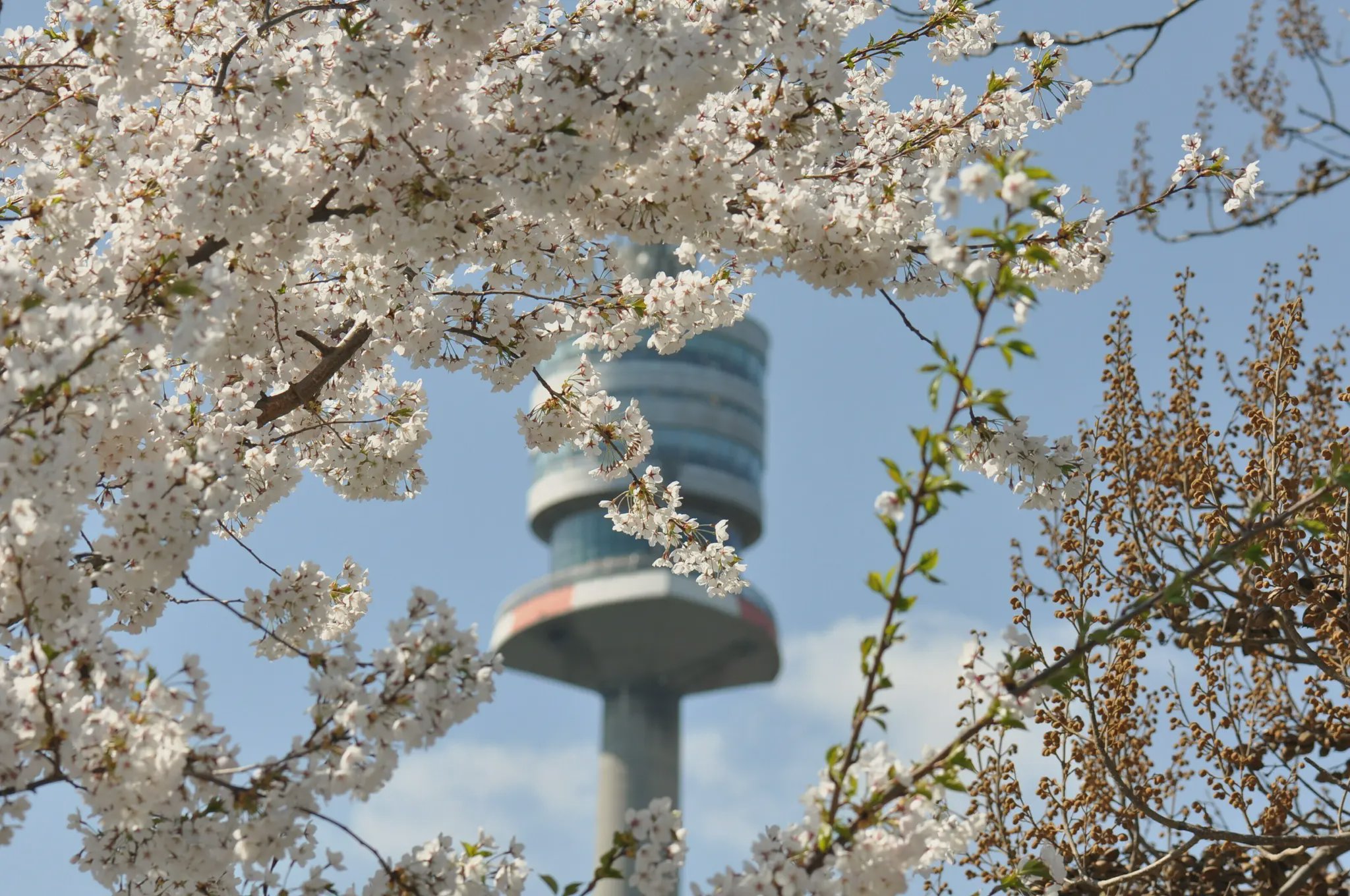 Frühlingsbeginn in Wien