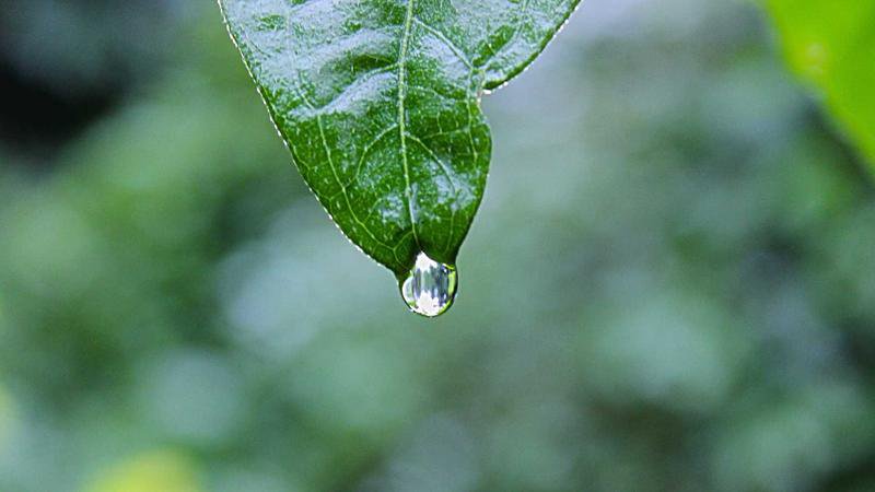 伊斯特帕魯卡與洛斯雷耶斯天氣