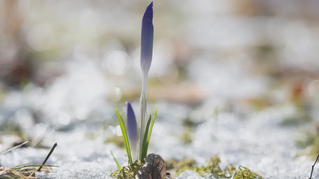 Tiempo Suiza Nieve Frente Polar