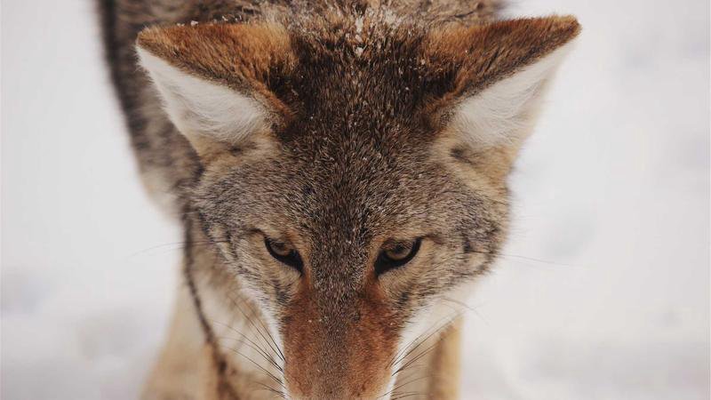 Landschaft auf den Ogasawara-Inseln