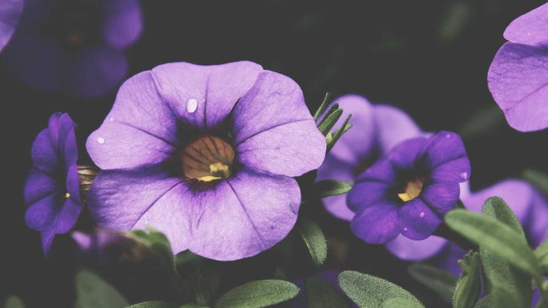 Landskab på Ogasawaraøerne