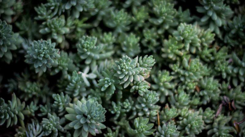 Carabao Cup Cover Image