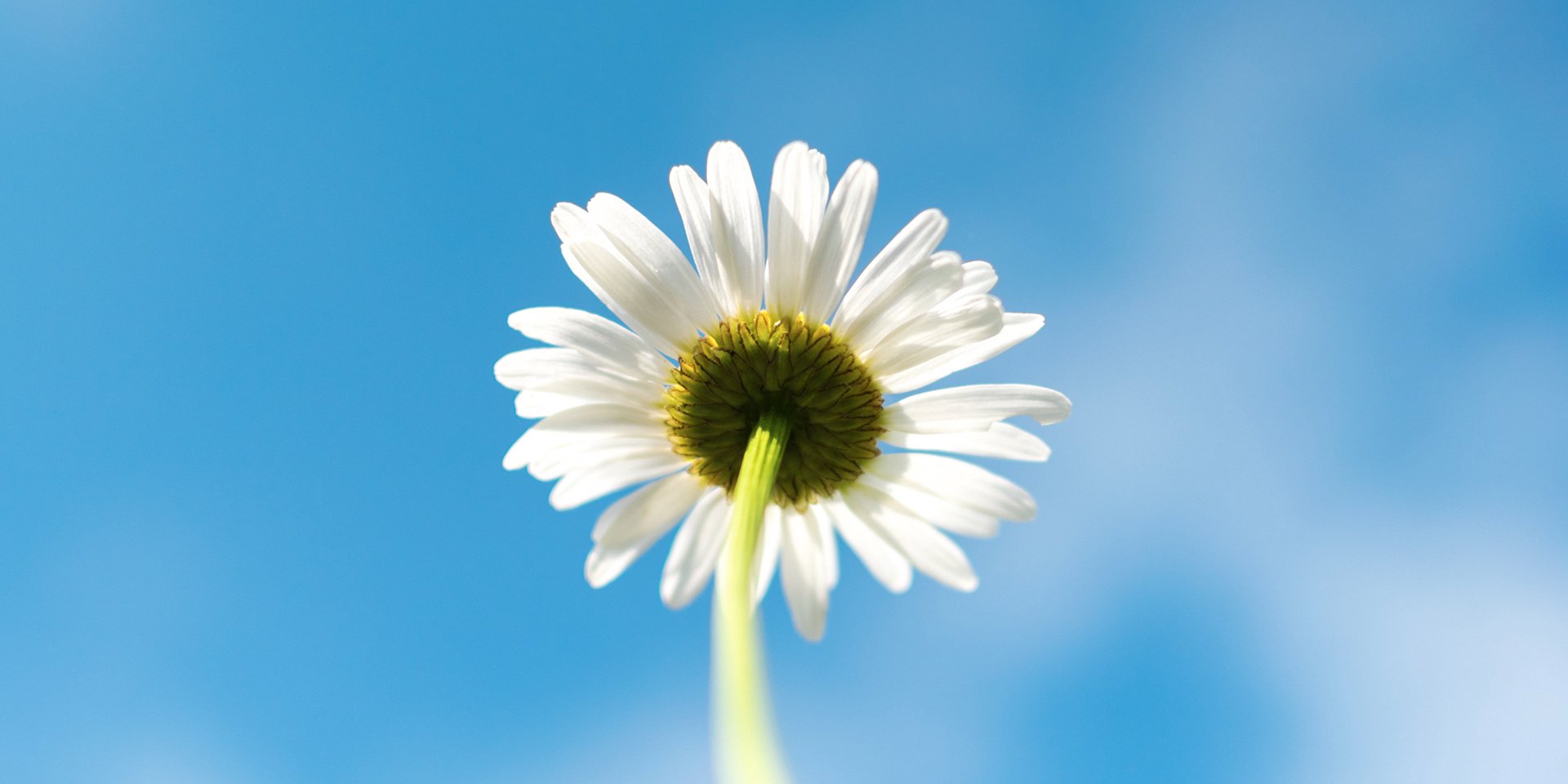 A close-up of a daisy against a bright blue spring sky, contrasting with the incoming cold weather