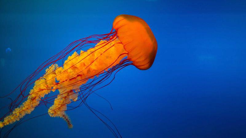 كيتو ناكامورا المنتخب الياباني الأزياء الرسمية