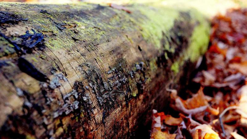 Convivência harmoniosa entre empregadas domésticas estrangeiras e famílias taiwanesas