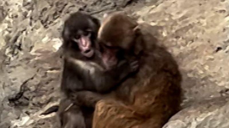 Ein Affe, der scheinbar auf seinen Freund einschlägt