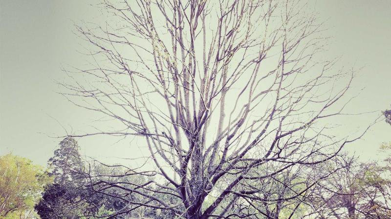 Landschaft der Ogasawara-Inseln