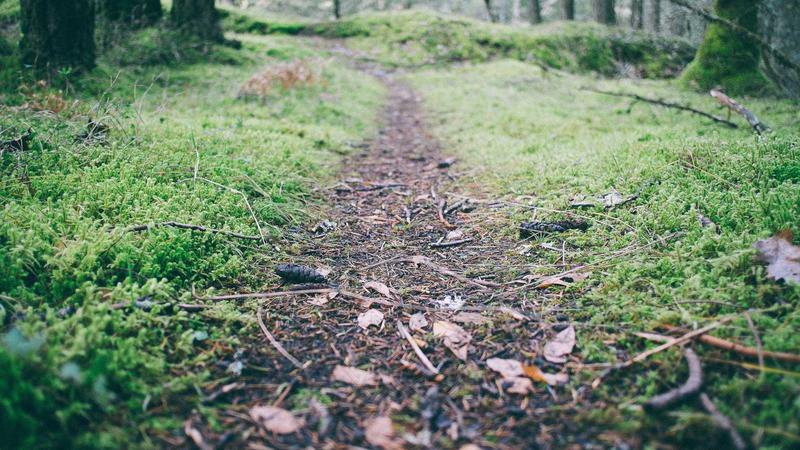 Pokémon Frenda forsidebillede