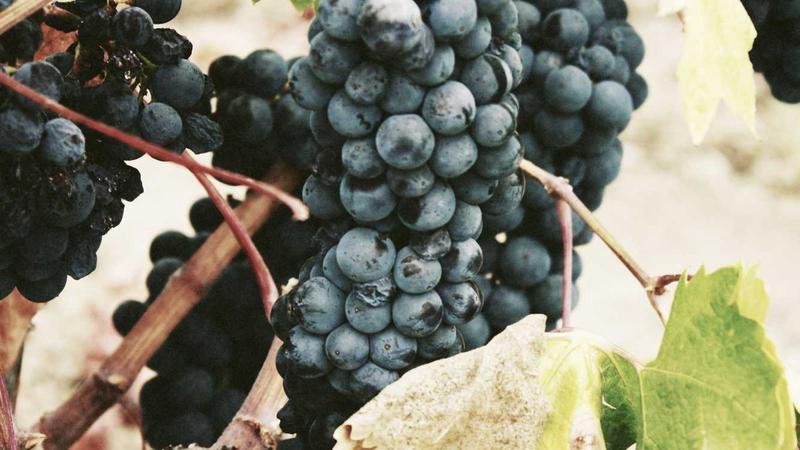 Mercor platform concept illustration